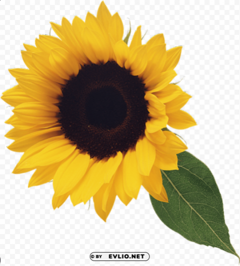 PNG image of sunflower with leaf Clean Background Isolated PNG Image with a clear background - Image ID e0073aa0