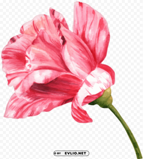 watercolor flower PNG with Isolated Object