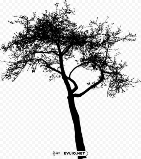 tree silhouette HighResolution PNG Isolated on Transparent Background