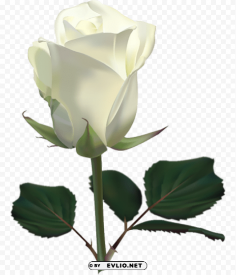 large white rosepicture Isolated Item with HighResolution Transparent PNG