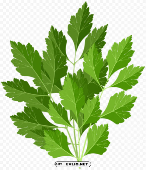 parsley No-background PNGs