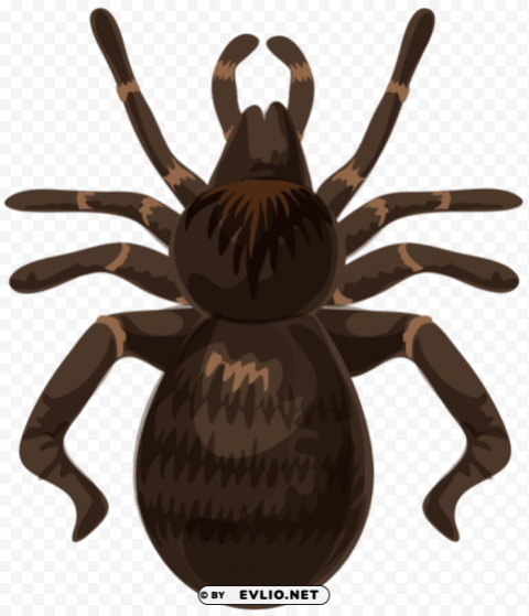 Spider PNG Transparency Images