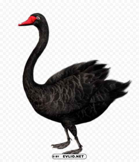 standing black swan free clip-art Clear Background PNG Isolated Subject