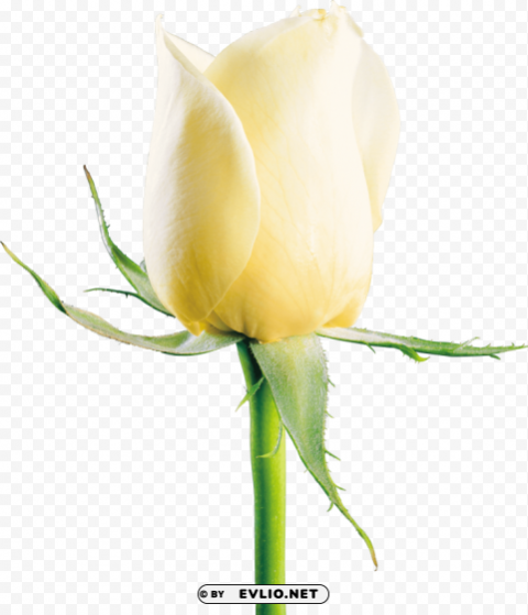 PNG image of white roses Isolated Subject with Clear Transparent PNG with a clear background - Image ID 8553819d