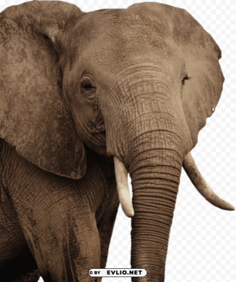 asian elephant Clean Background Isolated PNG Character