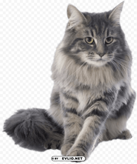 rikki knight purebred maine coon cats PNG picture