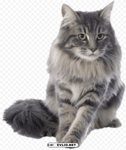 Rikki Knight Purebred Maine Coon Cats PNG Picture