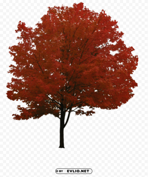 tree HighQuality Transparent PNG Isolated Object