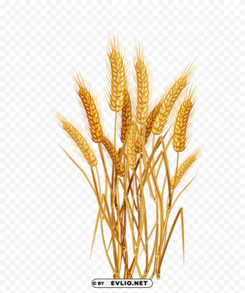 Wheat PNG graphics with alpha channel pack