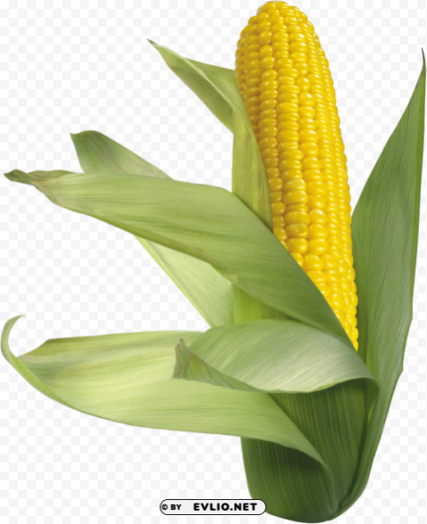 corn PNG images for websites