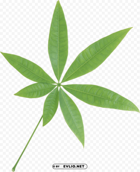 PNG image of green leaves PNG clear images with a clear background - Image ID 73f6987e