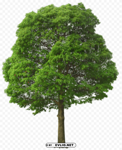 large green tree Isolated Subject in HighQuality Transparent PNG