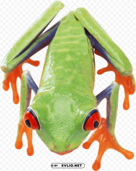 frog PNG file with alpha