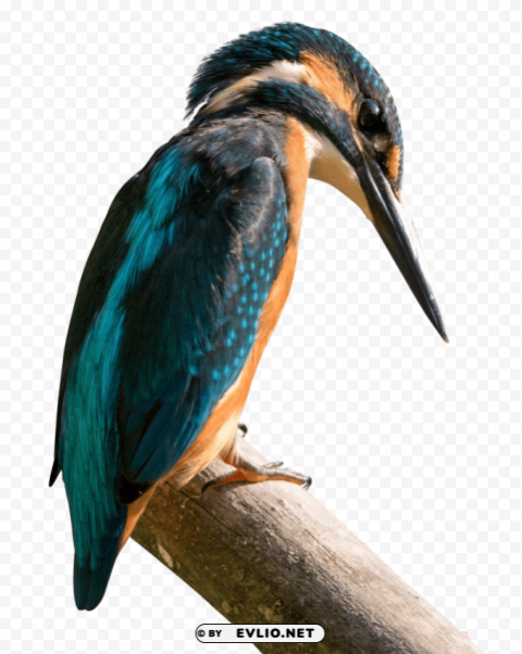 kingfisher bird Isolated Artwork on HighQuality Transparent PNG