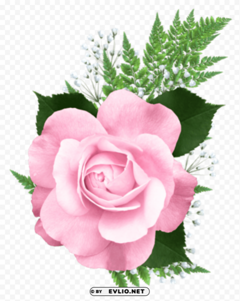 pink rose Isolated Element with Clear Background PNG