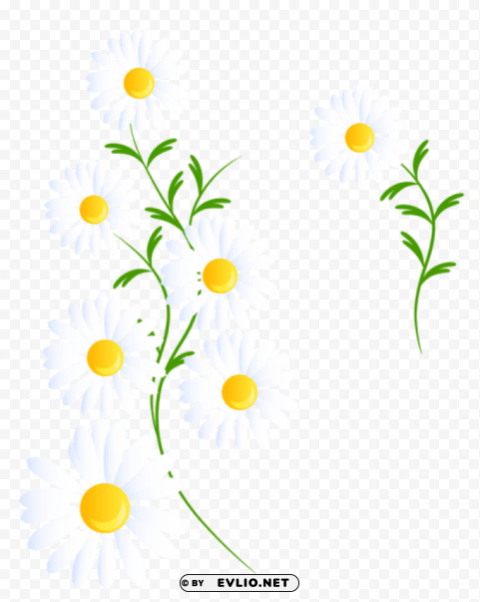  white daisies decoration PNG transparent pictures for editing