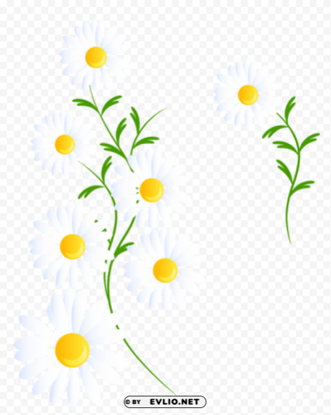  White Daisies Decoration PNG Transparent Pictures For Editing