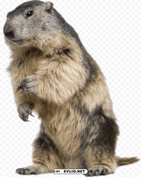 beaver standing PNG Image Isolated with Clear Background