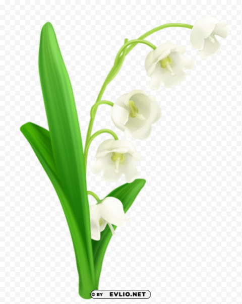 lily of the valley PNG for presentations