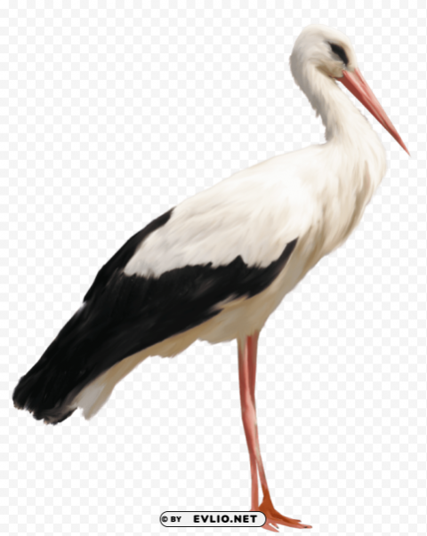 standing stork PNG Image with Clear Background Isolation