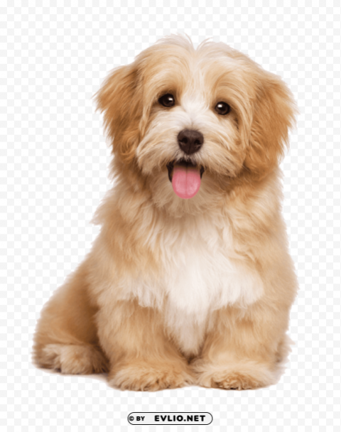 cute puppies Transparent graphics