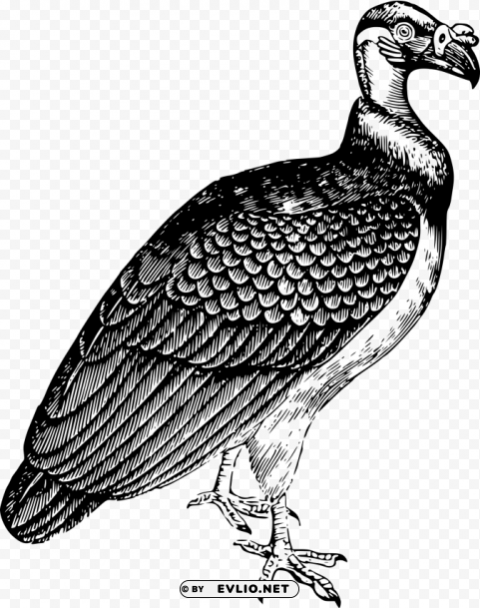 king vulture PNG transparent designs