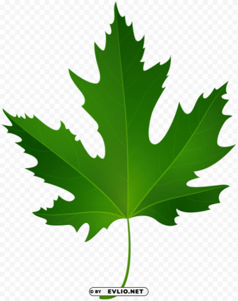 maple leaf PNG graphics with clear alpha channel