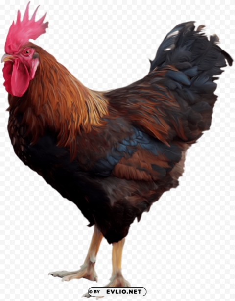 cock Free PNG images with alpha transparency