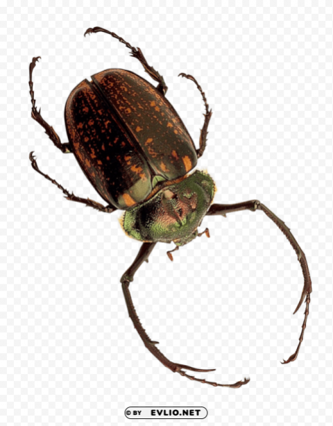 insect Transparent picture PNG