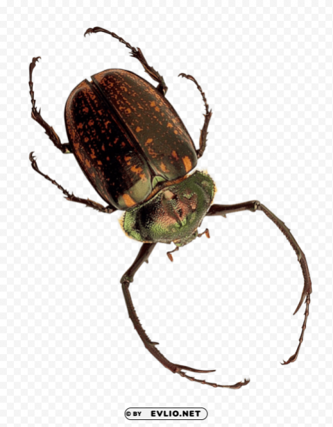 insect Transparent PNG graphics bulk assortment