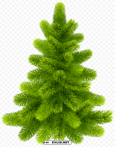 pine tree PNG Graphic Isolated with Transparency