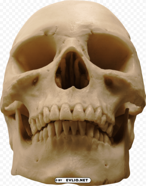 skeleton skull Isolated Design Element on Transparent PNG