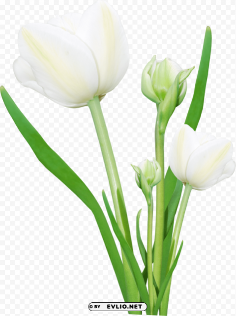 bouquet of flowers Transparent Background Isolation in PNG Image