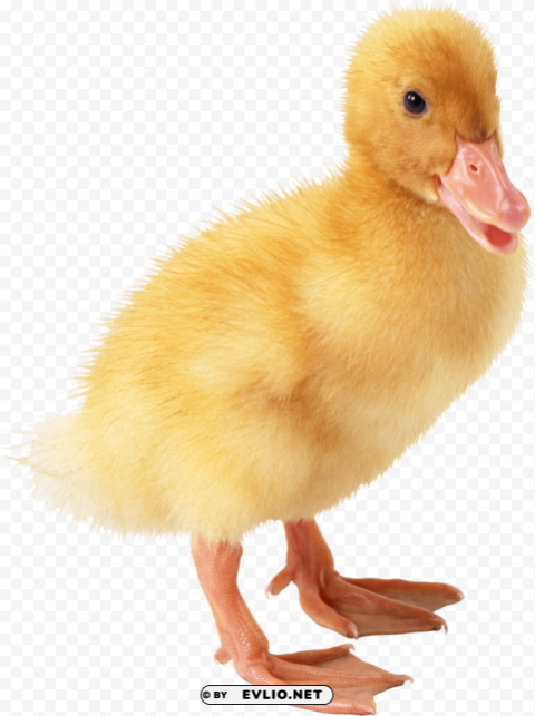 duck PNG Image with Transparent Background Isolation