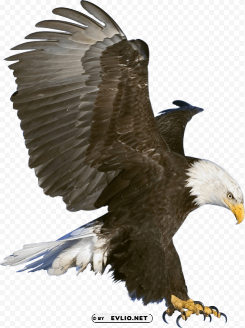 eagle PNG images with alpha transparency wide selection