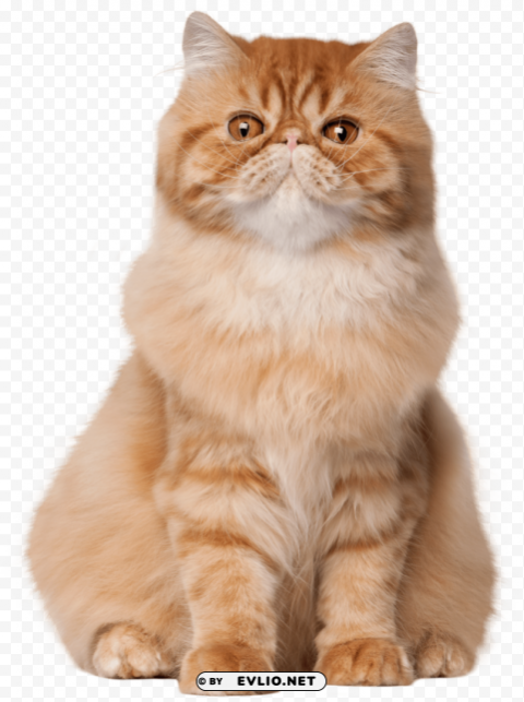 sitting cat PNG Image with Isolated Transparency