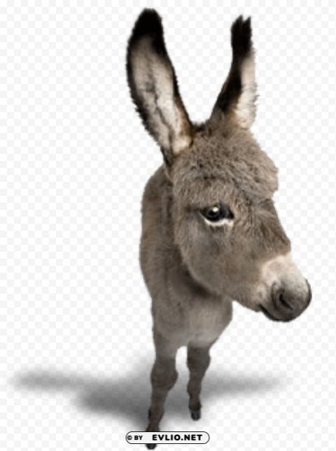 donkey PNG Graphic Isolated on Transparent Background