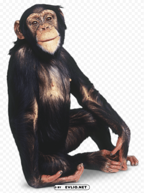 macaque free pictures Transparent PNG Isolated Object Design png images background - Image ID 3df7ef20