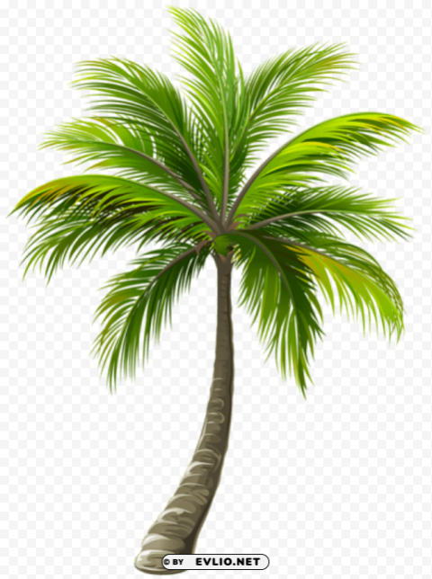 PNG image of palm Transparent Background PNG Isolated Illustration with a clear background - Image ID 136a52a0