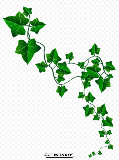 vine ivy decoration Isolated Item in Transparent PNG Format
