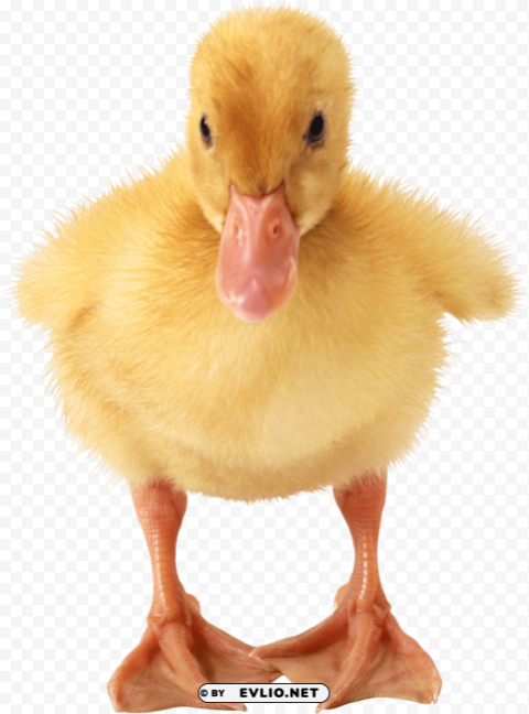 baby duck PNG Image with Transparent Background Isolation