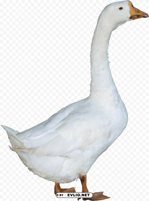 duck PNG Image Isolated with Transparent Clarity