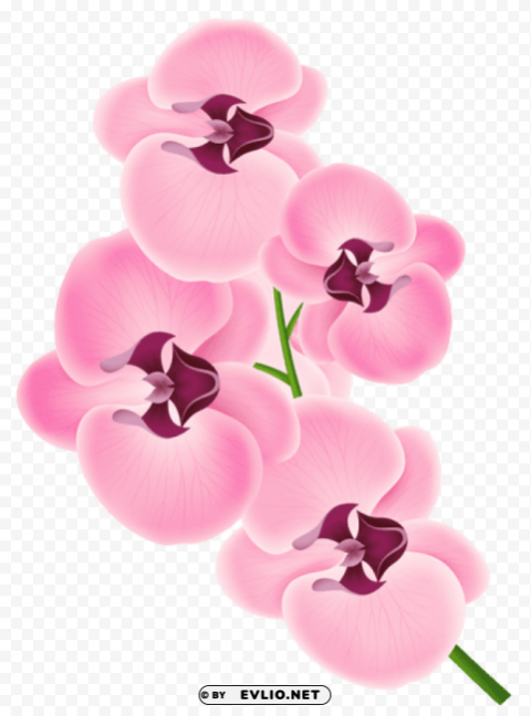 pink orchid Transparent PNG images with high resolution