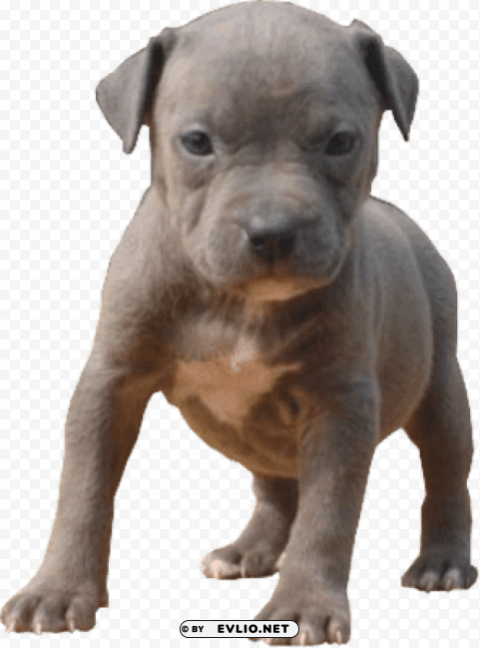 pitbull baby PNG files with no backdrop required