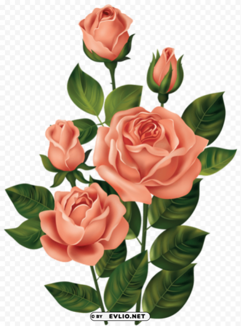 roses Free PNG images with alpha channel set