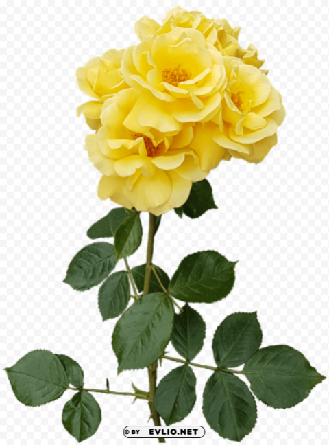 PNG image of yellow rose Transparent PNG graphics assortment with a clear background - Image ID a1b411f8