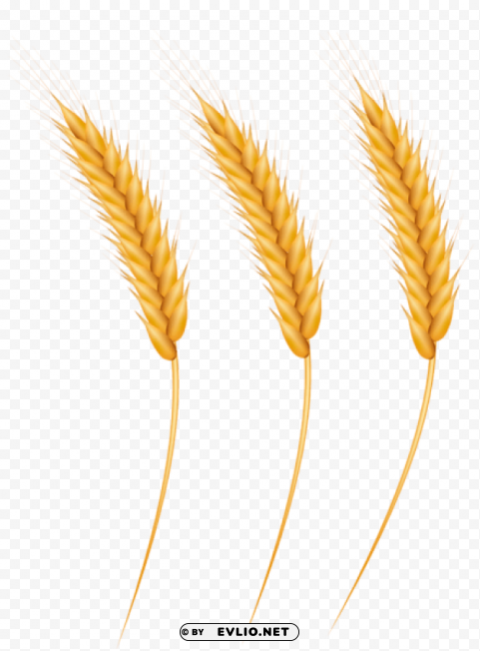 wheat grains Isolated Subject with Clear Transparent PNG