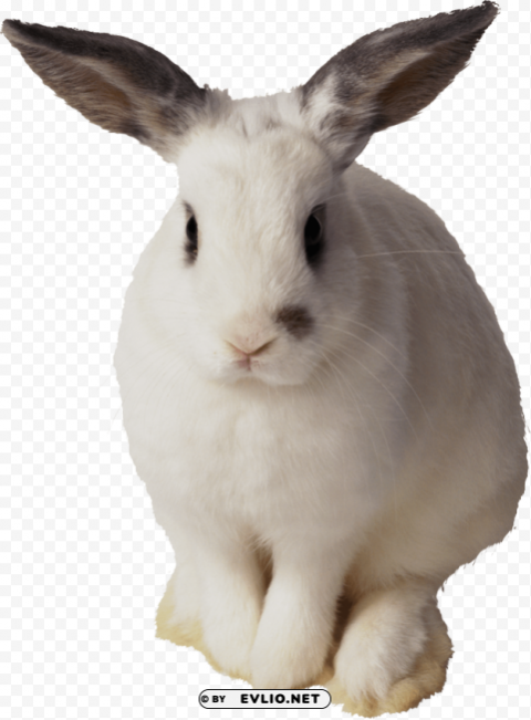 white rabbit sitting PNG file with alpha