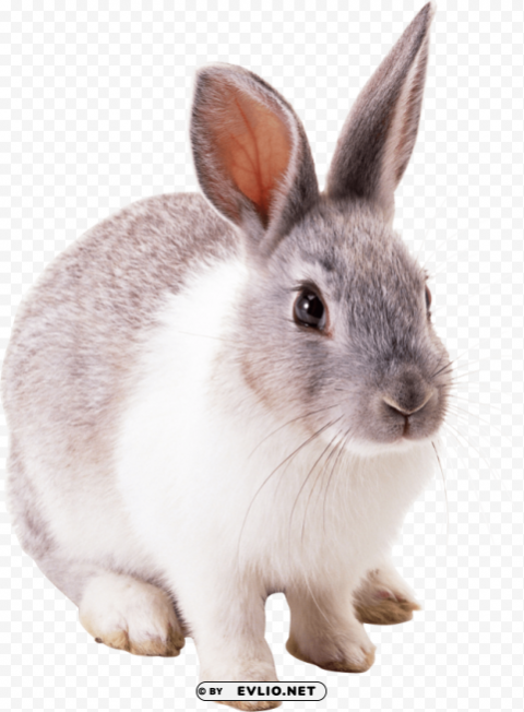 white gray rabbit PNG Image with Clear Background Isolation