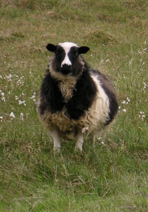 White Sheep Black Sheep HighResolution Transparent PNG Isolated Item